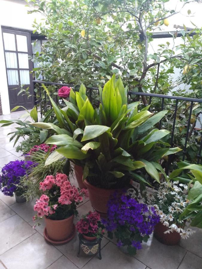 مبيت وإفطار أرذاليس El Patio Andalu المظهر الخارجي الصورة